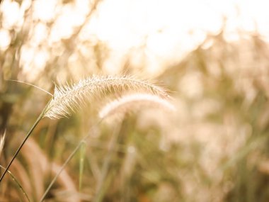 Işıklı Pennisetum tüyü. Gündoğumu arka planında çayır çiçeği misyonu. Açık hava doğa gündüz vakti serbest. Sonbahar ya da kış mevsimi, yeni başlangıç konsepti.