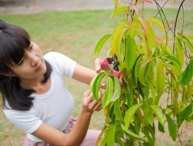 Uzuv Garcinia kowa bulanık kadın ağaç dalları kesiyor. tatil tatili.