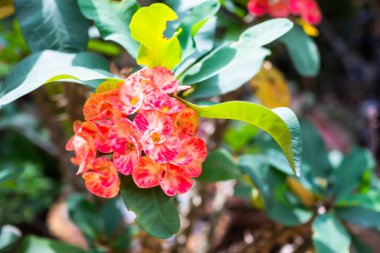 Red Euphorbia milii flowers in garden. beautiful nature.