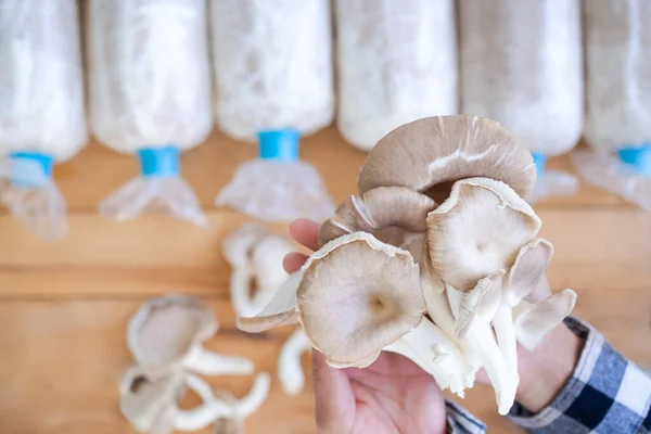 Mushroom Pleurotus Pulmonarius Farmer Palm Blur Wooden Background Top View — Stockfoto