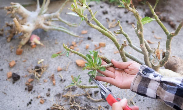 Petani Memegang Gunting Untuk Daun Yang Terpotong Adenium Atau Bunga — Stok Foto
