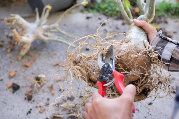 Petani Memegang Gunting Untuk Adenium Akar Potong Atau Bunga Azalea — Stok Foto
