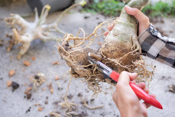 Petani Memegang Gunting Untuk Adenium Akar Potong Atau Bunga Azalea — Stok Foto