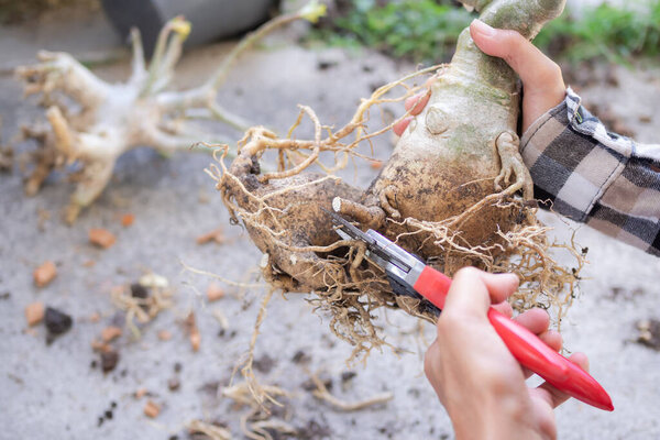 Farmer holding pruning shears for cut root Adenium or Azalea flower in garden. trimming trees for beauty. organic plant cultivation and Applied,modern Agriculture.