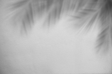 Gölge palmiye yaprakları ya da gri çimento duvar arka planında hindistan cevizi yaprakları. Havan bölmesi arkaplanı. Metin ya da ürün sunumu için boş alan. Turist seyahati tropik yaz tatili konsepti.