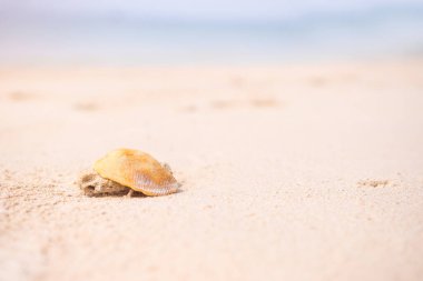 Deniz kabuğu, kumsaldaki deniz kabuğu hayvanı. Gün içinde bulanık mavi deniz ve mavi gökyüzü. Doğa manzarası arka planı. Turizm tatili seyahati. Tatil kavramında tropikal yaz okyanusu..