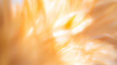 Bulanık Tüy arka planı kapat. Nazik, kırılgan konsept..