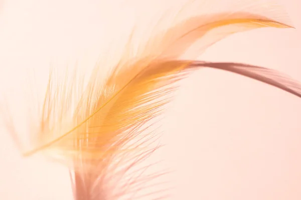 Orange Feather Close Und Weicher Fokus Auf Rosa Papierhintergrund Sanftes — Stockfoto