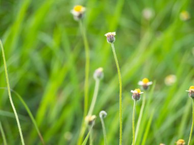 Çiçekler arka planda. Taze yeşil doğa manzarası. Çevre konsepti. Büyüme ağacı ve yeşil yapraklar bitki bahçesi.