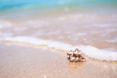 Deniz kabuğu, arka planda mavi deniz ve mavi gökyüzü güneşinin bulanık görüntüsüyle beyaz kumsalda bulunur. Güzel Bokeh kıyı suyu. Turist okyanusu tropikal. Yaz tatillerinde seyahat için.