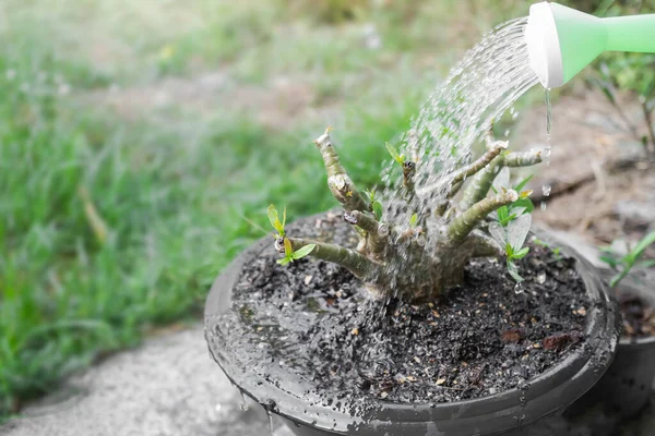 Watering Plants Adenium Flowers Pot Eco Care Protect Growth Forest — ストック写真