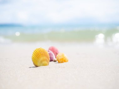Deniz kabuğu, arka planda mavi deniz ve mavi gökyüzü güneşinin bulanık görüntüsüyle beyaz kumsalda bulunur. Güzel Bokeh kıyı suyu. Turist okyanusu tropikal. Yaz tatillerinde seyahat için.