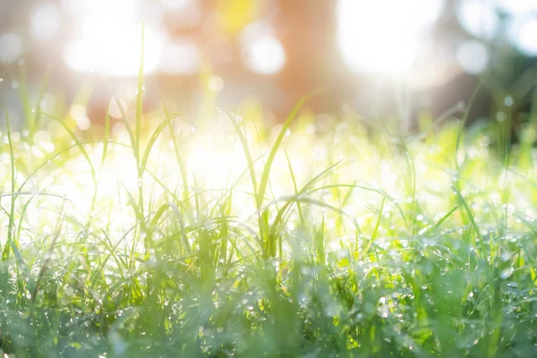 Dew Green Grass Morning Blur Bokeh Background Sunlight Green Nature — Fotografia de Stock