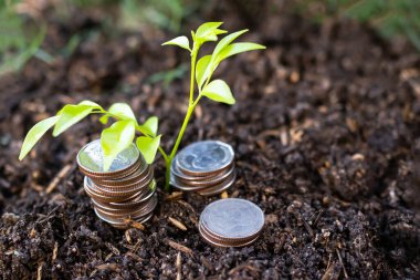 Arka planda bozuk paralar olan küçük bir ağaç. Genç bitki yetiştirmek ve doğa ile nakit para. çevre, bahar, yatırım finans iş bankasının karı, 2023 yeni yıl konsepti için gelir planı.