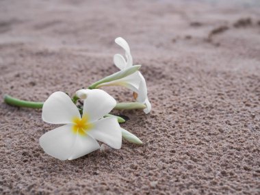 Sahildeki kumsalda Frangipani çiçekleri. Plumeria kapat. Koku terapisi spa 'sı ya da tropikal yaz tatili konsepti için..