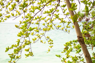 Mavi deniz arka planında yeşil yapraklar var. güzel tropikal doğa manzarası. Turist tatili yaz tatili konsepti..