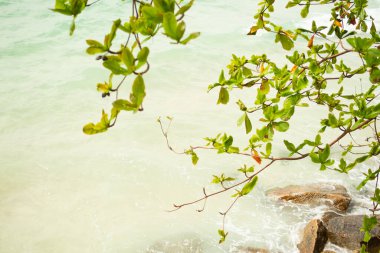 Mavi deniz arka planında yeşil yapraklar var. güzel tropikal doğa manzarası. Turist tatili yaz tatili konsepti..
