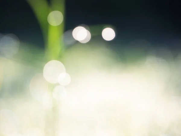 Abstract Green Leaves Forest Background Light Bright Bokeh Nature Blurred — Fotografia de Stock