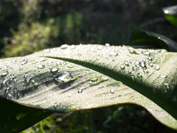 Kapka Vody Zelené Banánové Listy Pozadí Dešťová Voda Nebo Rosný — Stock fotografie