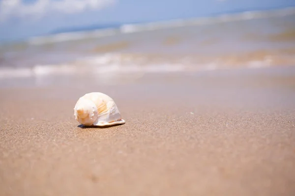 Seashell conch on white sand beach with blur image of blue sea and blue sky sunshine on day background. beautiful bokeh shore water. tourist ocean tropical. for travel summer season holidays.