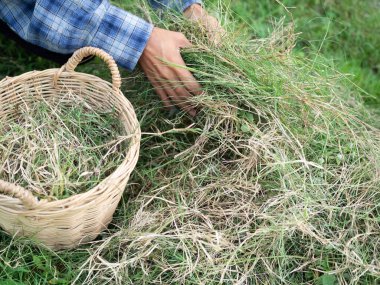 Çiftçi organik gübre üretimi için hasır sepetine saman koyar. Modern ve uygulamalı tarım. Bahçedeki çimenler.