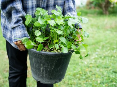 Gotu kola.Centella Asiatica 'yı, Uygulamalı tarım ve modern tarımla birlikte eski pot.organik bitki ağacında tutan çiftçi. Asya' nın doğal bitkisi. İyi sağlık kavramı için gıda.