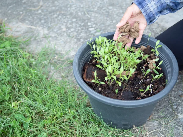 Farmer Pour Organic Fertilizer Coriander Sprout Old Pot Agriculture Growth — Stok Foto