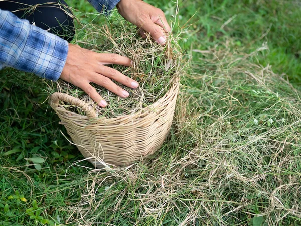 Farmer Keep Hay Wicker Basket Organic Fertilizer Production Modern Applied — Stok Foto
