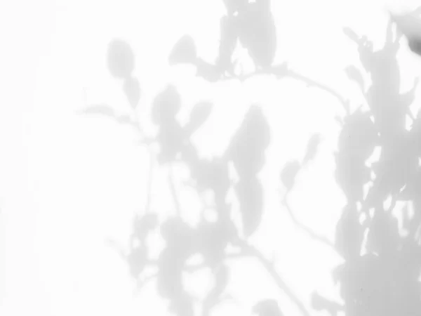 Розмивання Сірого Цементу Тіні Листя Фону Інтер Старої Грубої Текстури — стокове фото