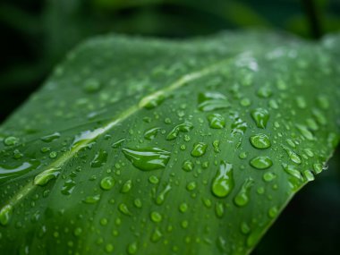 Dew Drop Water on Green Leaf Background Macro Photo.Fresh Bokeh Water Moisture Wet leaves in Morning.Beautiful Droplet Glass Spring Summer Nature in Forest. Life Growth Plant Tree.Environment concept.