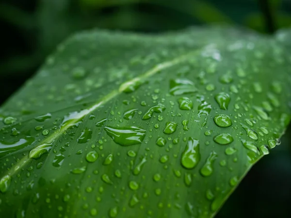 Dew Drop Water Green Leaf Background Macro Photo Fresh Bokeh — Stock fotografie