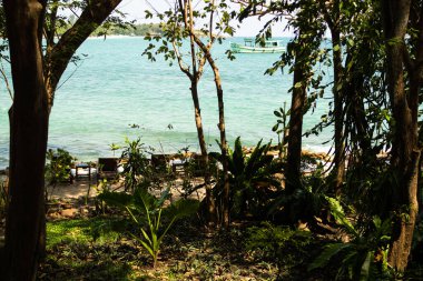 Park 'ta Büyüyen Büyük Ağaç Bulanık Mavi Deniz Resort Ormanı, Okyanus Adası' nda Üst üste Güneşli Orman, Doğa Tropikal Deniz Burnu Dış Görünüm Arkaplanı, Turizm Seyahati Yaz Tatili Konsepti.