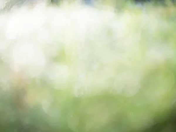 Абстрактне Зелене Листя Фоні Лісу Світло Яскраве Розмитим Фоном Природи — стокове фото