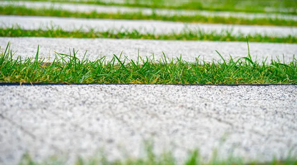 Trawa między płytkami chodnikowymi, porośnięta trawą miejską, projekt ulicy odwadniającej — Zdjęcie stockowe