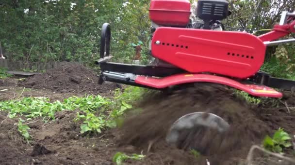 Agricultor cultiva a terra com um cultivador de gasolina, preparando uma horta para o plantio — Vídeo de Stock