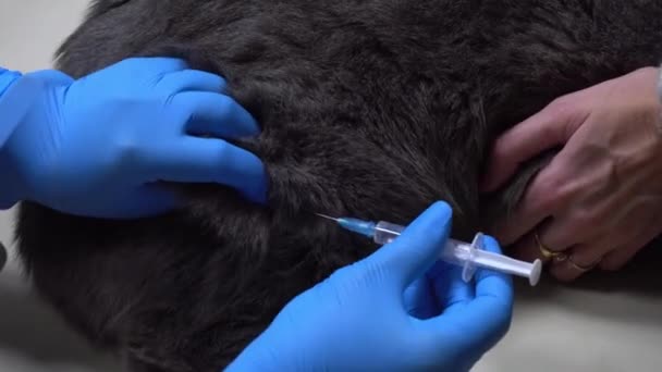 Знімок вакцини в котячому стегні. Догляд за тваринами у ветеринара. Вакцини для домашніх тварин у ветеринарній клініці . — стокове відео
