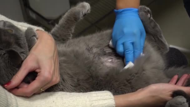 Tření kočičí srsti z gelu po ultrazvukovém vyšetření. Péče o zvířata u veterinárního lékaře. — Stock video