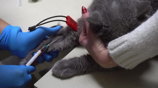Amostragem de sangue para análise de um gato com um cateter. Cuidados com animais de estimação no veterinário. Tomar sangue para análise gato britânico com um cateter. — Vídeo de Stock