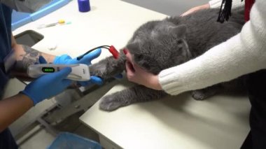 Kan testinden önce kedilerin karnını tıraş etmek. Veterinerde hayvan bakımı. Kedi ultrasonu. Kedilerin karnının ultrason muayenesi.. 