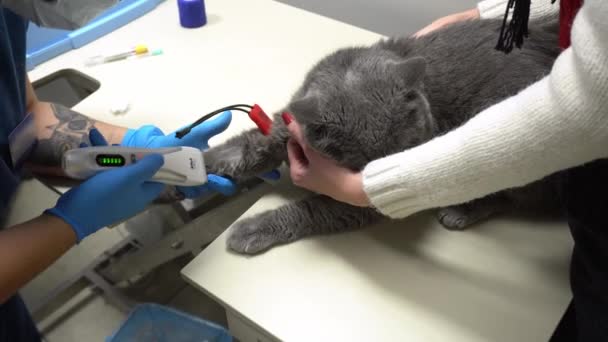 Rakning av en katt mage före blodprov. Djurskötsel hos veterinär. Katt ultraljud. Ultraljudsundersökning av katternas buk. — Stockvideo