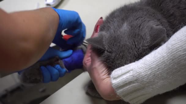 Przewijanie kocich łap bandażem po badaniu krwi. Pobieranie próbek krwi od kota z cewnikiem. Opieka nad zwierzętami u weterynarza. Pobieranie krwi do analizy brytyjski kot z cewnikiem. — Wideo stockowe