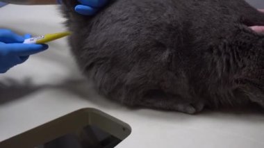 Kedinin anal bölgesindeki ısısını kontrol ediyorum. Veterinerde hayvan bakımı. Kedi ultrasonu. Kedilerin karnının ultrason muayenesi.. 