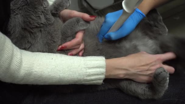 Ultraljudsundersökning av katternas buk. Djurskötsel hos veterinär. Kattultraljud. — Stockvideo
