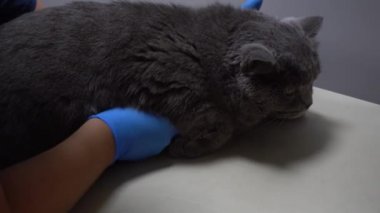 Bir veterinerin kedileri kalp atışlarını dinlemek. Veterinerde hayvan bakımı. Kedi ultrasonu. Kedilerin karnının ultrason muayenesi.. 