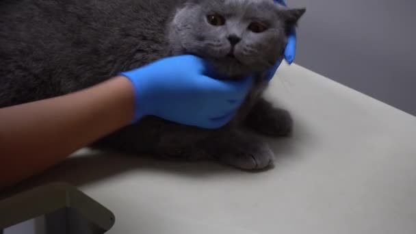 Předběžné vyšetření kocoura veterinárním lékařem. Péče o zvířata u veterináře. Kočičí ultrazvuk. Ultrazvukové vyšetření břicha koček. — Stock video