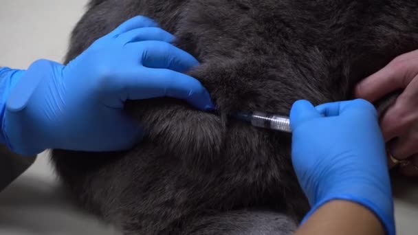 Injekce vakcíny u koček na stehně. Péče o zvířata u veterináře. Očkování zvířat v zájmovém chovu na veterinární klinice. — Stock video