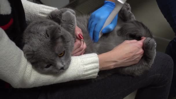 Ultrasound examination of the cats abdomen. Pet care at veterinarian. Cat ultrasound. — Stock Video