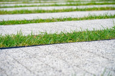 Kaldırımlar arasındaki çimenler, otlarla kaplanmış kentsel çevre, su kanalizasyonu sokak tasarımı