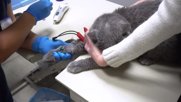 Blodprov för analys från katt med kateter. Djurskötsel hos veterinär. Att ta blod för analys brittisk katt med en kateter. — Stockvideo