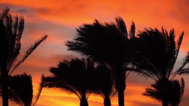 Las ramas de palma se balancean en el viento al atardecer, el paisaje tropical, el amanecer en la orilla del mar, las palmeras en el fondo de una exótica puesta de sol en la playa, las nubes ominosas al atardecer — Vídeos de Stock